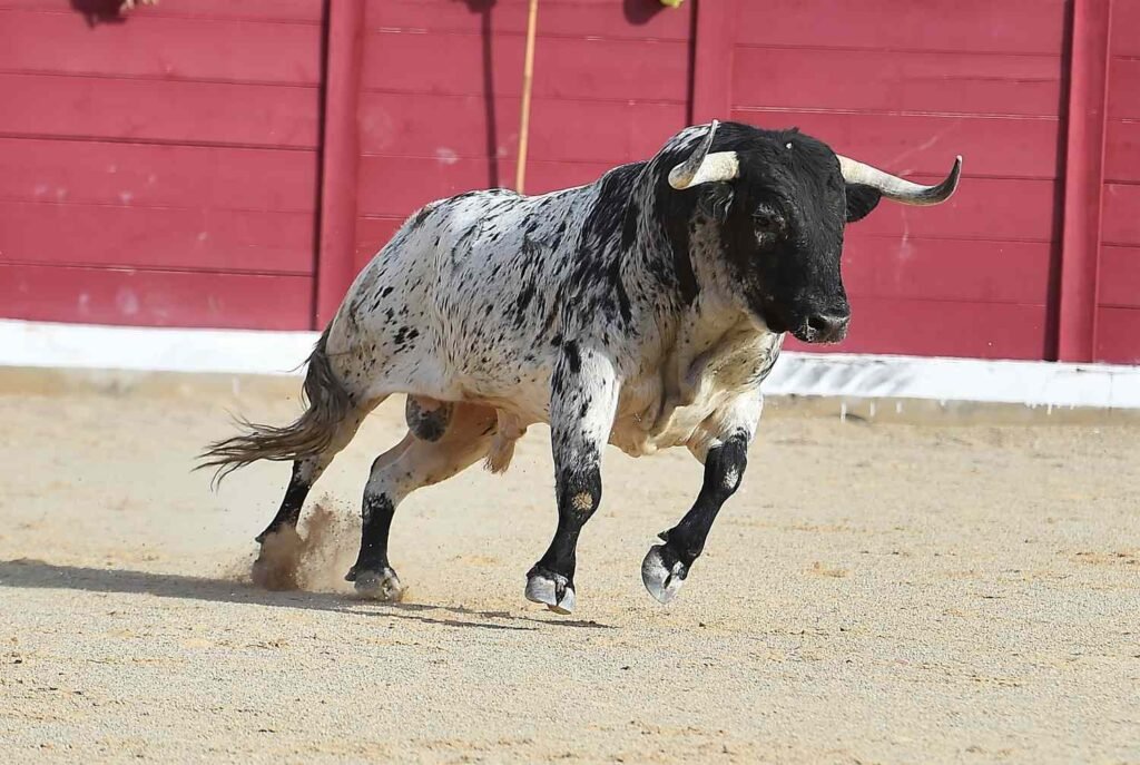 Bulls Trend
